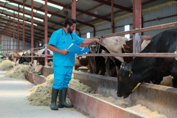 istock Vet farmer at work with cow 1196258338