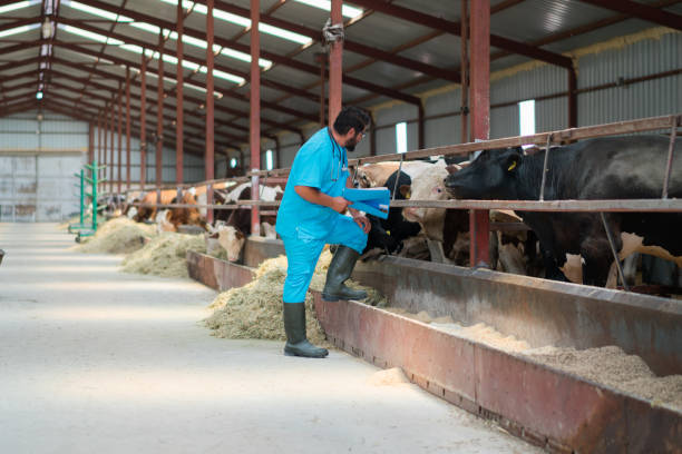 Vet farmer at work with cow Vet farmer at work with cow Professional Livestock Operation and Maintenance stock pictures, royalty-free photos & images