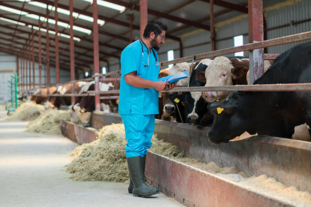 istock Vet farmer at work with cow 1196259604
