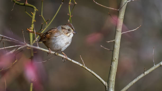 istock Carolina Wren perched for a portrait 1196260280