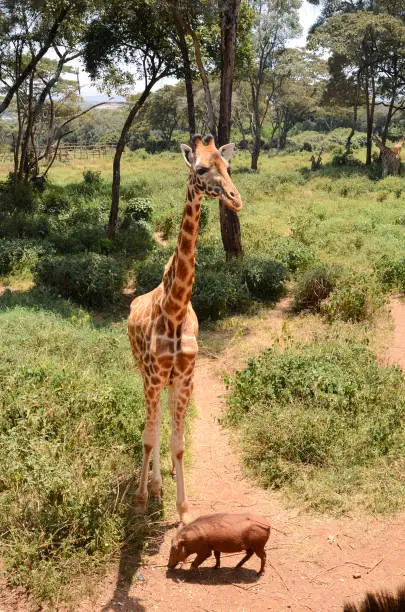 A giraffe and a warthog stand next to each other at an animal sanctuary in Nairobi, Kenya- an unlikely friendship