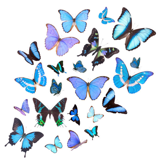istock Blue Butterfly Set Isolated On White 1196262308