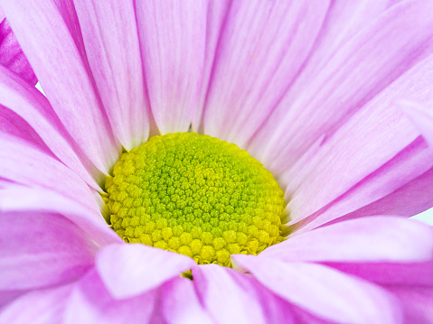 Pink daisy flower full macro close up