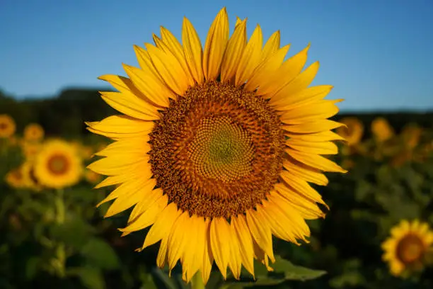 Photo of Close-up image of a sunflower in summer