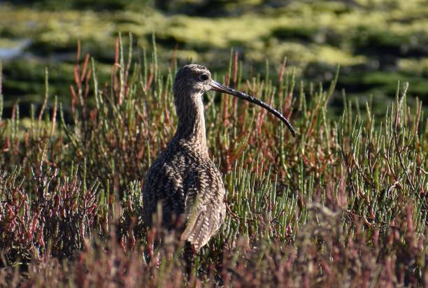 A long-billed curlew hiding among the pickleweed A long-billed curlew (Numenius americanus) hiding among the pickleweed at the edge of Elkhorn Slough in California. numenius americanus stock pictures, royalty-free photos & images