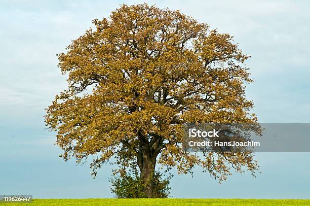 Oak Stock Photo - Download Image Now - Sessile Oak, Autumn, Brown