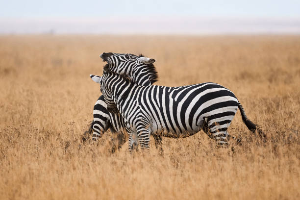 istock Zebras fighting in the savannah. 1196265524