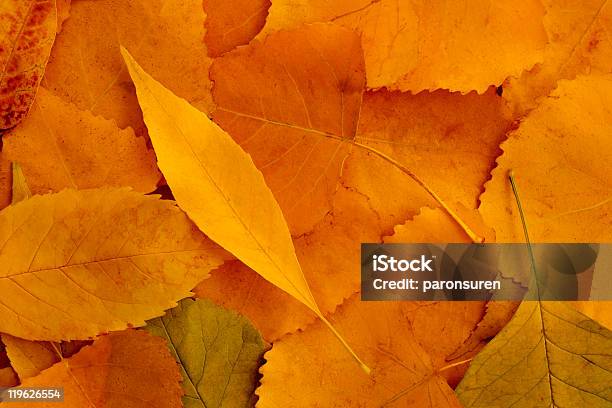 Foto de Fundo Colorido De Folhas De Outono e mais fotos de stock de Abstrato - Abstrato, Amarelo, Beleza natural - Natureza