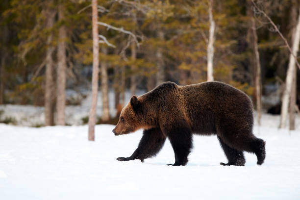 istock Brown bear walking in the snow 1196266757