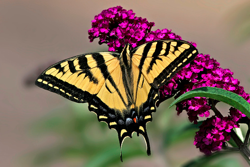 In late spring, the tiger swallowtail butterflies feed aggressively on the appropriately titled blooms of the butterfly bush. Their vibrant yellow, black, blue and orange markings contrasting with the deep magenta of the bloooms.