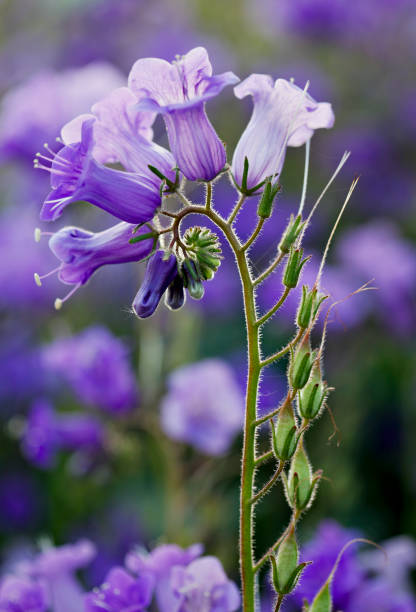 This backlit California Bluebell bloom displays the  beautiful symetry and shades of  purple and light blue. Dense patches of these wildflower blooms can be found in California's wet years.