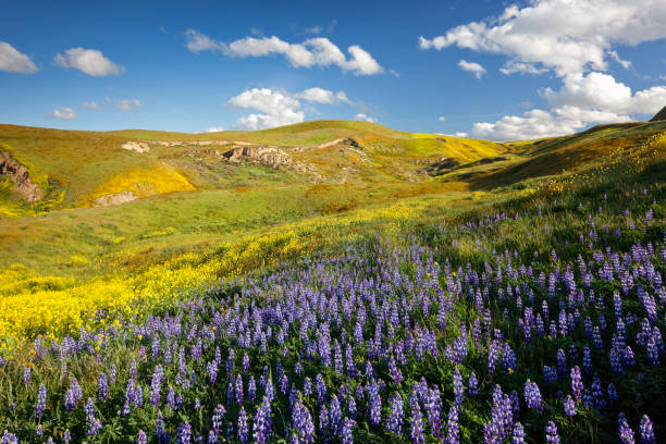 Wildflower Daydreams The hills outside of Carrizo Plain National Monument are clothed in a myriad of hues in their springtime glory during this spectacular super bloom of wildflowers year. carrizo plain stock pictures, royalty-free photos & images