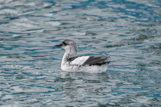 istock Icelandic Black Guillemot 1196274988