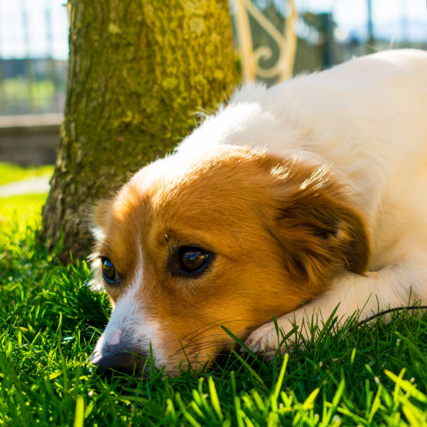 istock Dog Portrait Background. 1196275531