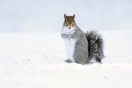 An eastern gray squirrel sitting in winter snow eating a peanut