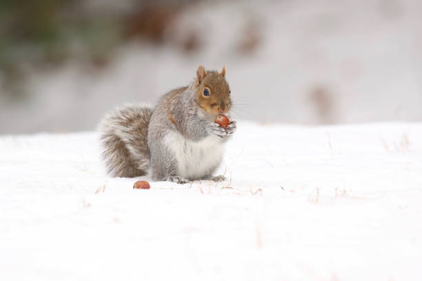 An eastern gray squirrel sitting in winter snow eating a peanut