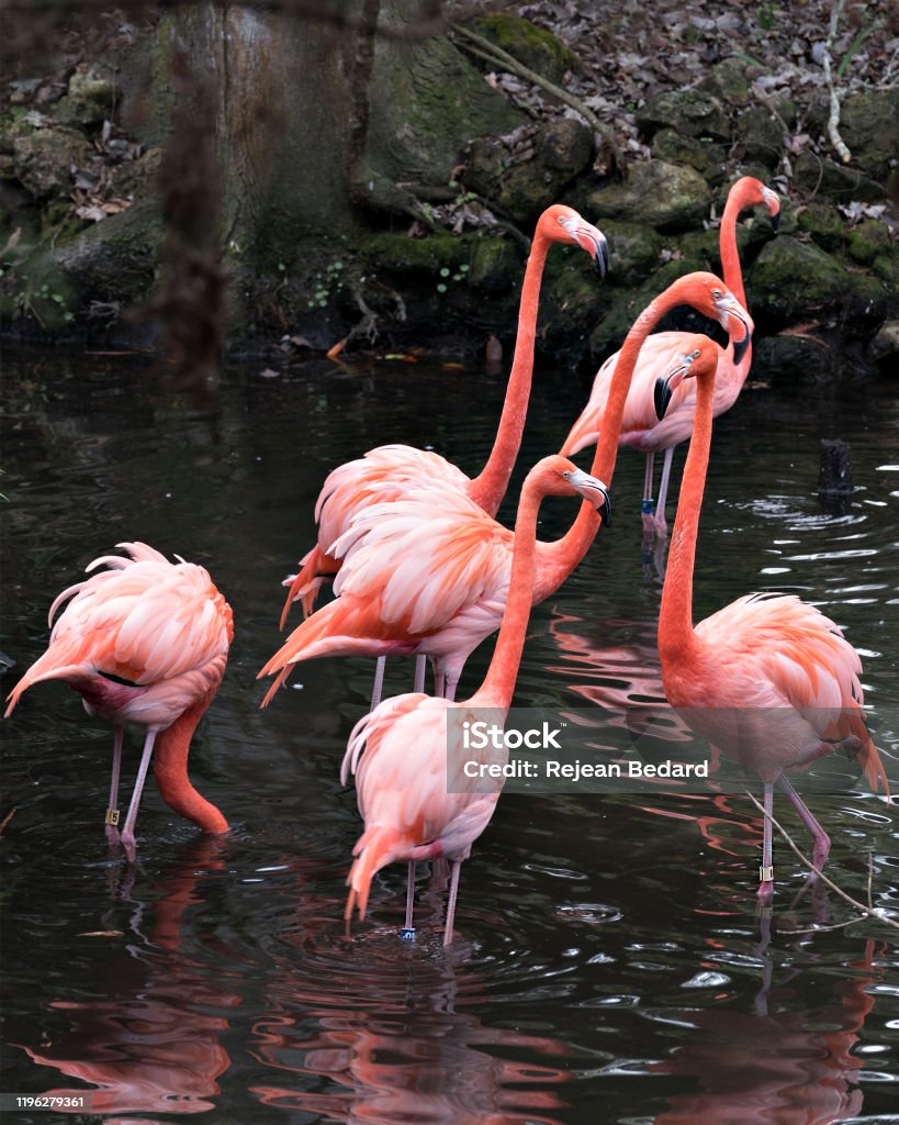 Flamingo birds close-up profile view of six flamingos interacting and displaying their beautiful heads, beaks, eyes, long legs, in their environment and surrounding. Animal Body Part Stock Photo