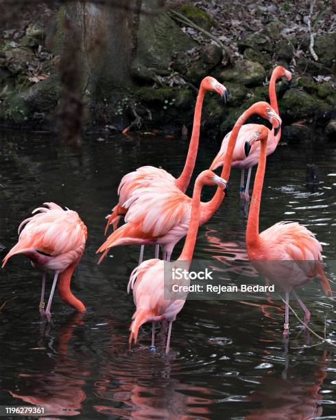Flamingo Birds Closeup Profile View Of Six Flamingos Interacting And Displaying Their Beautiful Heads Beaks Eyes Long Legs In Their Environment And Surrounding Stock Photo - Download Image Now