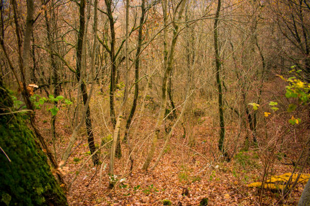 istock Autumn background in the forest 1196279373