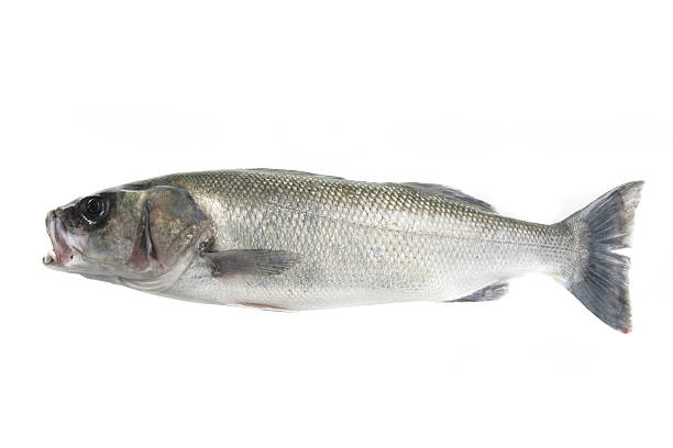 istock fresh sea bass 119628048