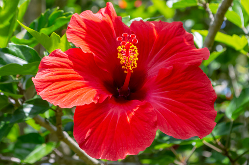 Red hibiscus flower, In garden, New Zealand