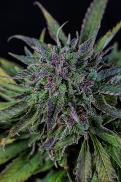 istock Columbian Gold Strain 1196281074