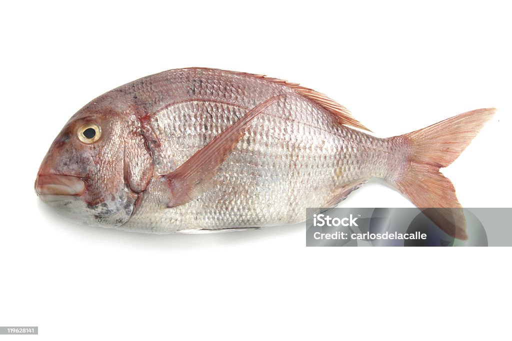 fresh red banded sea bream  Color Image Stock Photo
