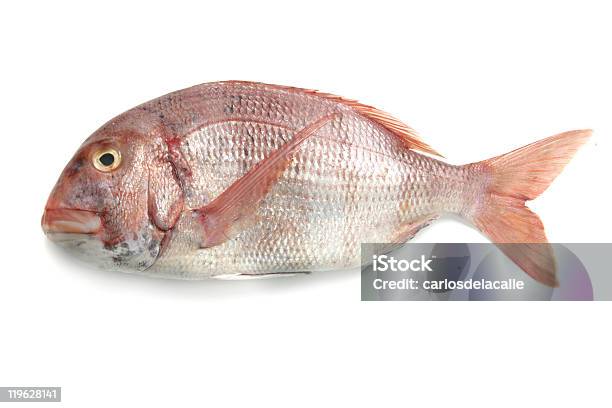 Fresh Red Banded Sea Bream Stock Photo - Download Image Now - Color Image, Fish, Food