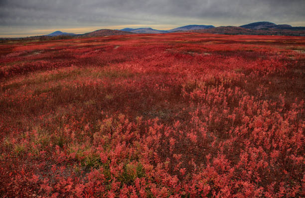 istock Autumn in the berry barrens 1196281616