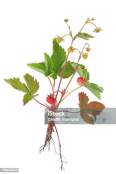 Photo libre de droit de Fraise Des Bois Plante banque d'images et plus d'images libres de droit de Flore - Flore, Objet ou sujet détouré, Fraise