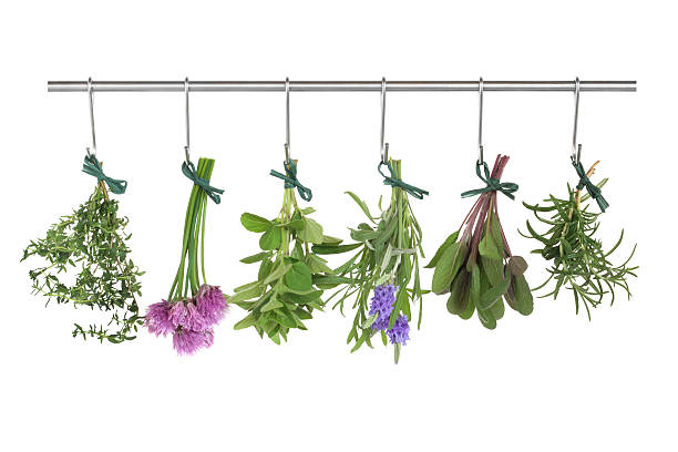 Herbs Hanging and Drying Herb leaf and flower  bunches of thyme, chives, oregano, lavender, sage and rosemary hanging and drying on a stainless steel pole, isolated over white background. rosemary dry spice herbal medicine stock pictures, royalty-free photos & images