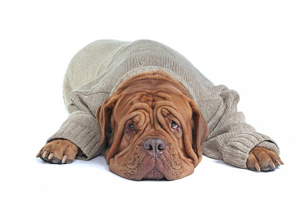 Big Dog Lying in Sweater stock photo