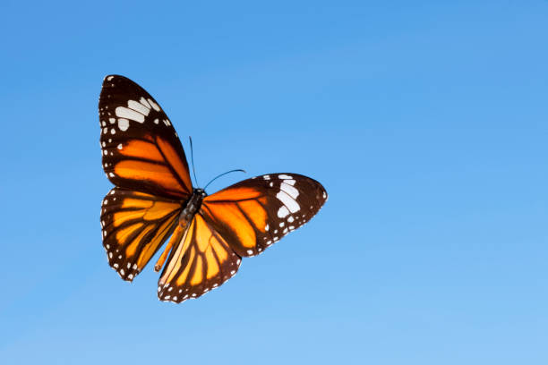 butterfly flying against a blue sky - artificial wing fotos imagens e fotografias de stock