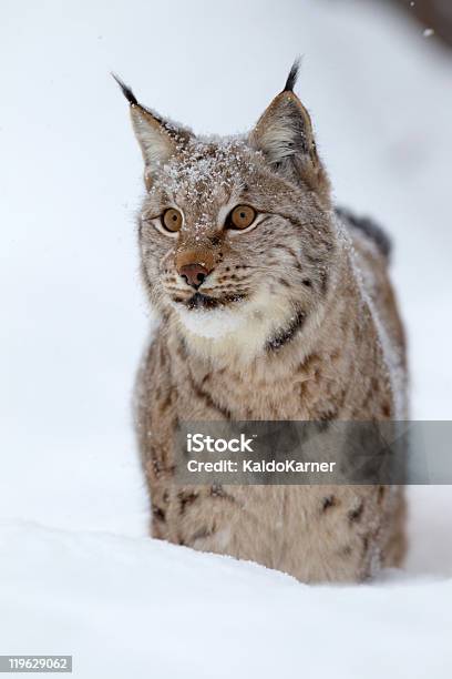 Lince Eurasiático En Una Profunda Nieve Foto de stock y más banco de imágenes de Aire libre - Aire libre, Animal, Animales cazando