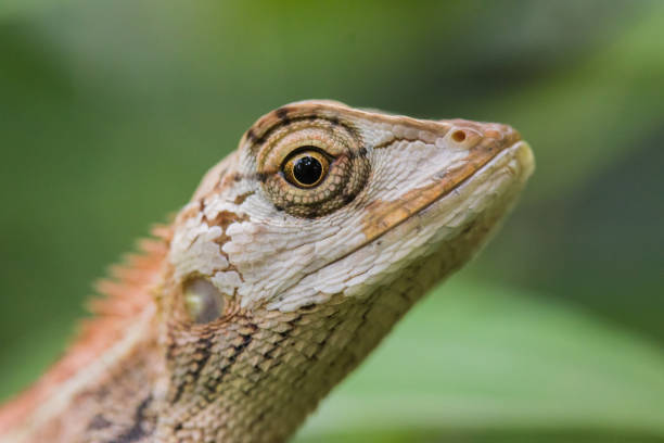 Close Up Of A Oriental Garden Lizard Stock Photo - Download Image Now -  Animal, Animal Body Part, Animal Eye - iStock