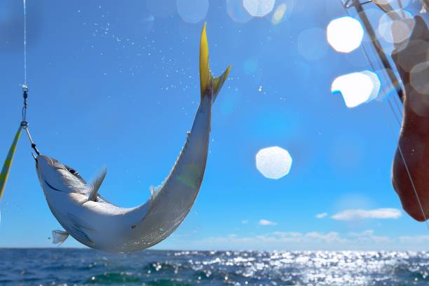istock Fishing with Kingfish hooked on a lure with light effect 1196295465