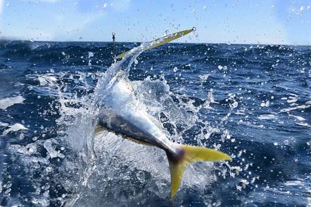 istock Fishing with Kingfish hooked on a lure jumping 1196295471