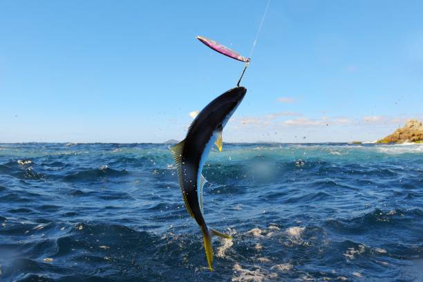 istock Fishing with Kingfish hooked on a lure jumping 1196295474