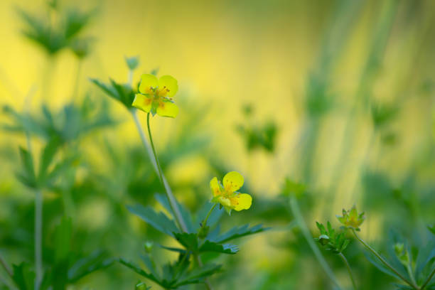 Closeup of tormentil, Potentilla erecta, this plant is used in herbal medicine.
