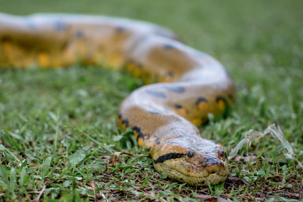 istock Yellow anaconda laying on the ground 1196298193