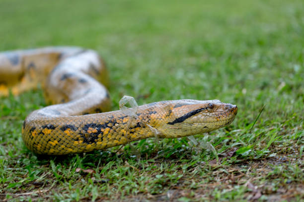 istock Yellow anaconda laying on the ground 1196298197