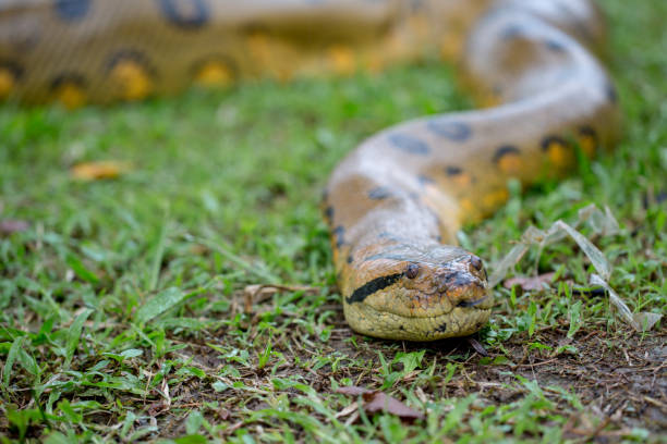 istock Yellow anaconda laying on the ground 1196298198