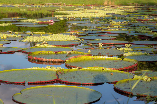 istock Giant Water Lilies in the Amazon 1196298236