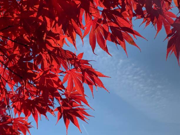 istock Autumn red leaves 1196298925