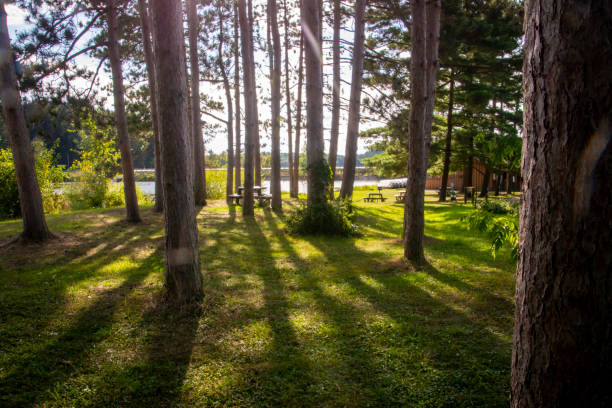 istock A dramatic nature scene with the sun coming though straight pine trees causing lines of shadows 1196299477