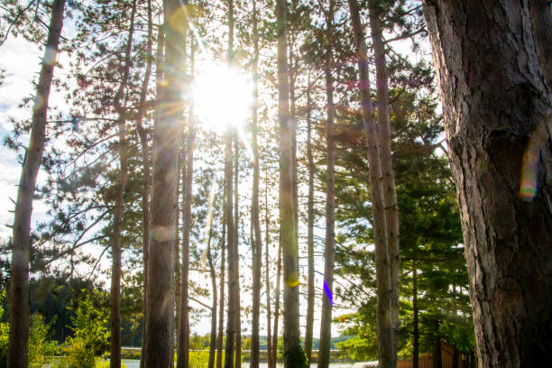 istock A dramatic nature scene with the sun coming though straight pine trees causing lines of shadows 1196299478