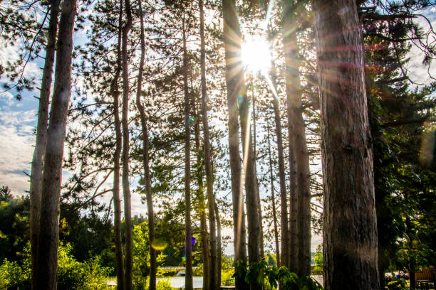 istock A dramatic nature scene with the sun coming though straight pine trees causing lines of shadows 1196299486