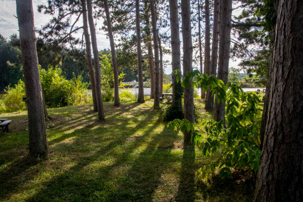 istock A dramatic nature scene with the sun coming though straight pine trees causing lines of shadows 1196299490