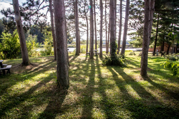 istock A dramatic nature scene with the sun coming though straight pine trees causing lines of shadows 1196299495