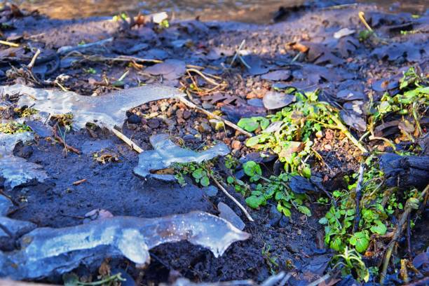 Ice shelf formation in forest flowing stream around stone, mud and flora with moss on winter morning in the Rocky Mountains around Rose Canyon, Herriman, Salt Lake City, Utah. USA
